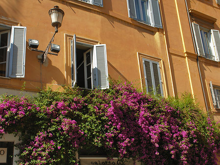 Fotos Blumen in der Altstadt