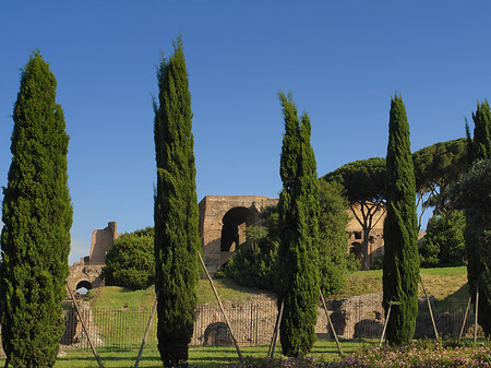 Fotos Bäume am Palatino | Rom