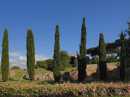 Fotos Bäume am Palatino