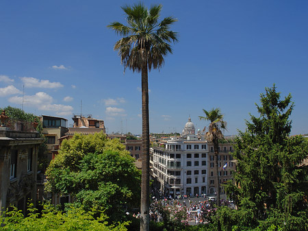 Fotos Palme an der Spanischen Treppe