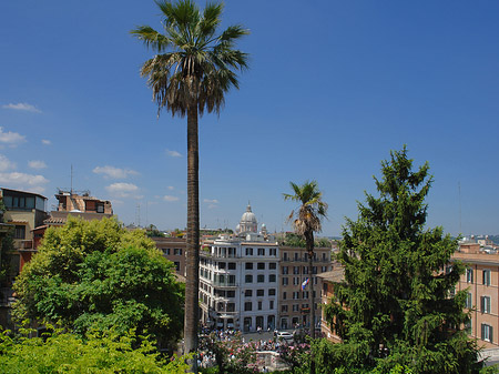 Fotos Palme an der Spanischen Treppe